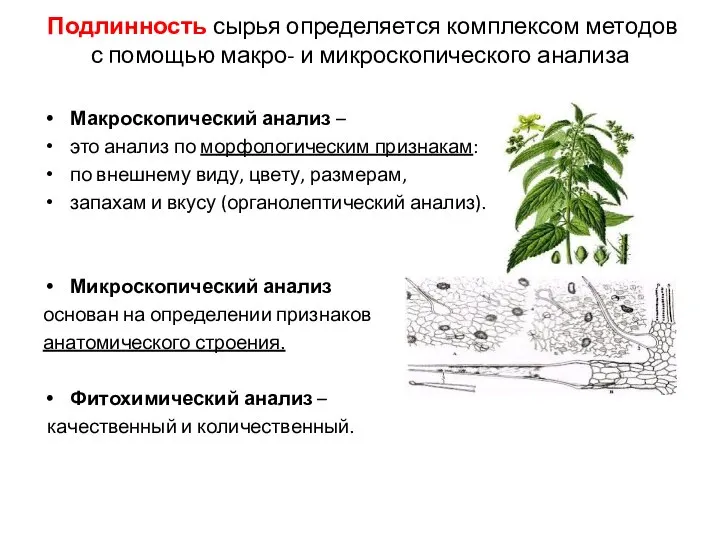 Подлинность сырья определяется комплексом методов с помощью макро- и микроскопического анализа