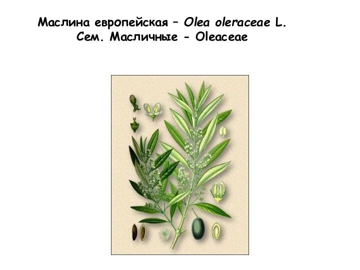 Маслина европейская – Olea oleraceae L. Сем. Масличные - Oleaceae