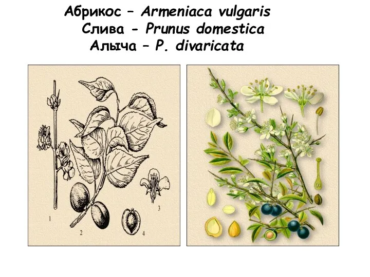 Абрикос – Armeniaca vulgaris Слива - Prunus domestica Алыча – P. divaricata