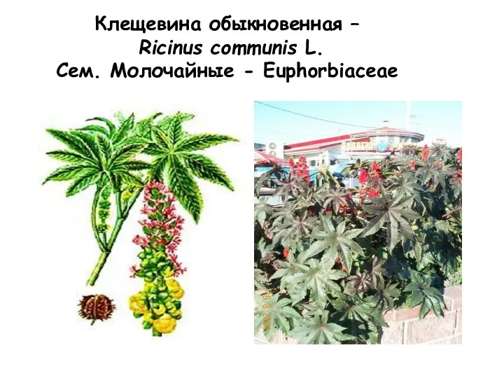 Клещевина обыкновенная – Ricinus communis L. Сем. Молочайные - Euphorbiaceae