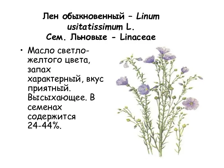Лен обыкновенный – Linum usitatissimum L. Cем. Льновые - Linaceae Масло