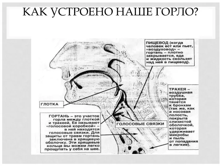 КАК УСТРОЕНО НАШЕ ГОРЛО?