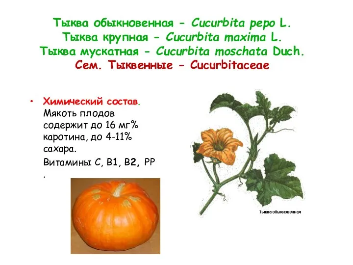 Тыква обыкновенная - Cucurbita pepo L. Тыква крупная - Cucurbita maxima