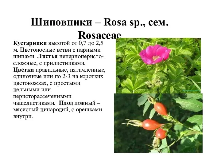 Шиповники – Rosa sp., сем. Rosaceae Кустарники высотой от 0,7 до