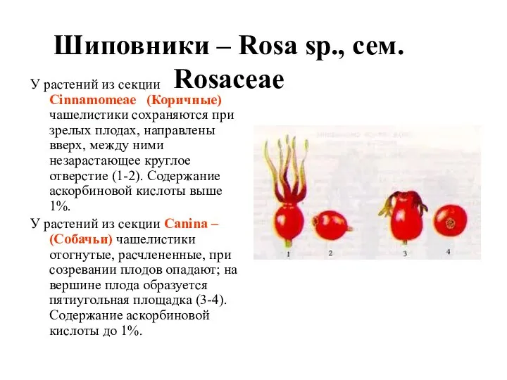 Шиповники – Rosa sp., сем. Rosaceae У растений из секции Cinnamomeae