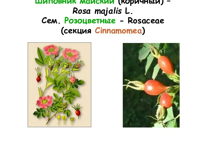 Шиповник майский (коричный) – Rosa majalis L. Cем. Розоцветные - Rosaceae (секция Cinnamomea)