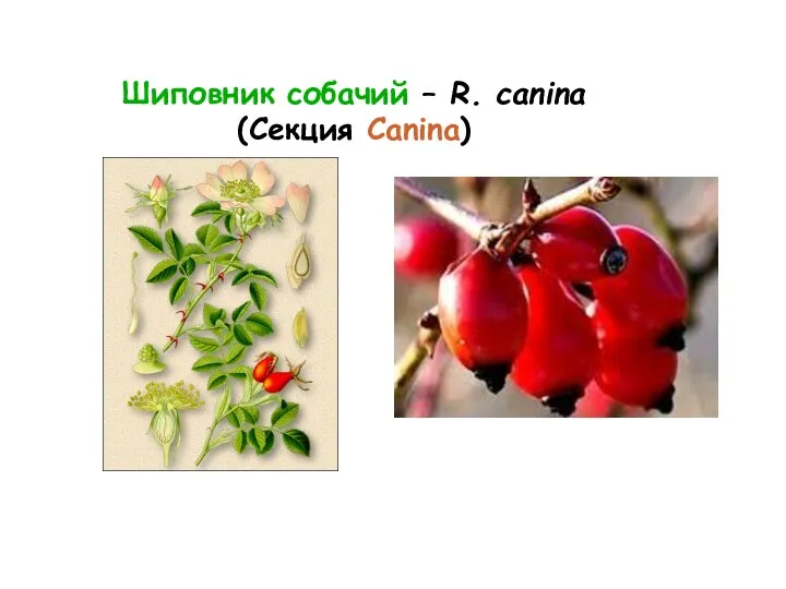 Шиповник собачий – R. canina (Секция Canina)