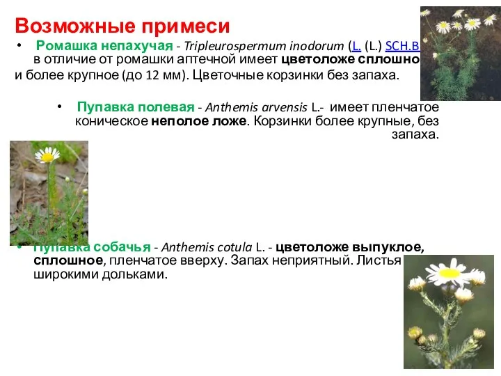 Возможные примеси Ромашка непахучая - Tripleurospermum inodorum (L. (L.) SCH.BIP.- в