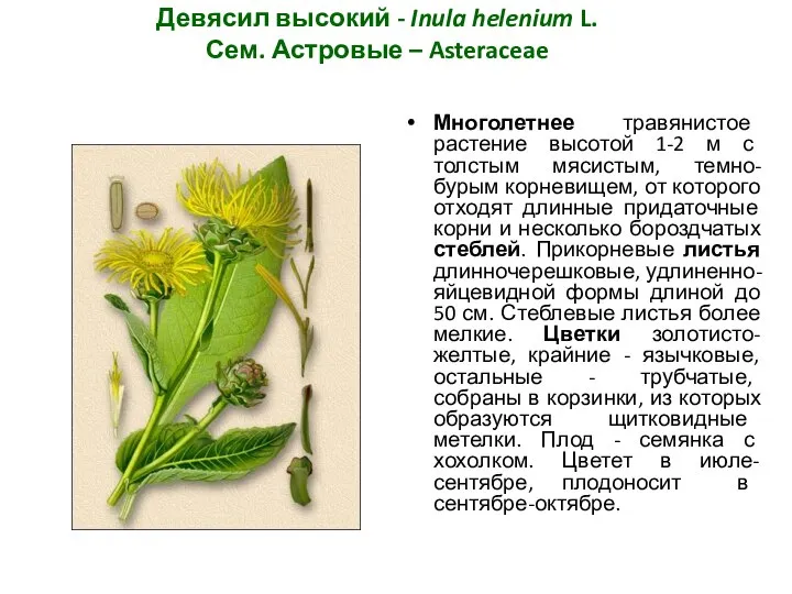 Девясил высокий - Inula helenium L. Сем. Астровые – Asteraceae Многолетнее