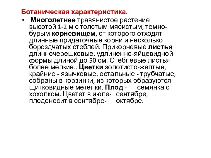 Ботаническая характеристика. Многолетнее травянистое растение высотой 1-2 м с толстым мясистым,