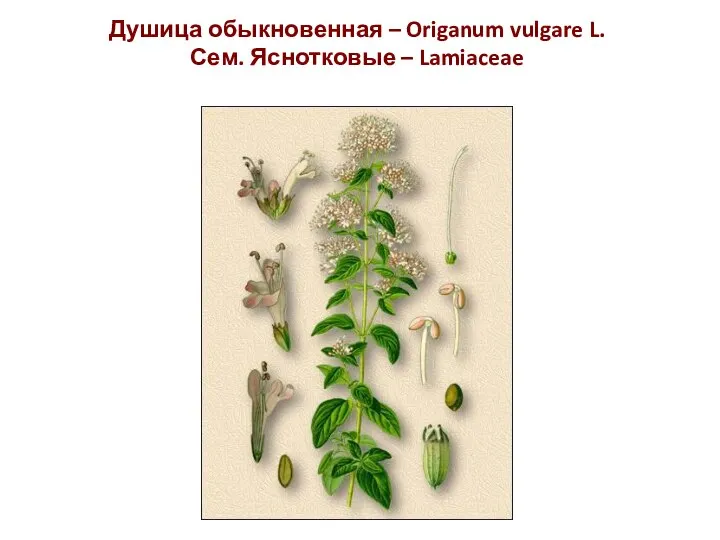 Душица обыкновенная – Origanum vulgare L. Сем. Яснотковые – Lamiaceae