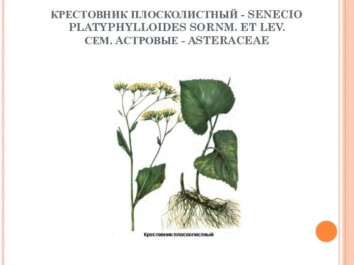 КРЕСТОВНИК ПЛОСКОЛИСТНЫЙ - SENECIO PLATYPHYLLOIDES SORNM. ET LEV. СЕМ. AСТРОВЫЕ - ASTERACEAE