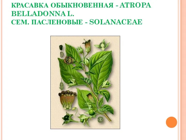 КРАСАВКА ОБЫКНОВЕННАЯ - ATROPA BELLADONNA L. СЕМ. ПАСЛЕНОВЫЕ - SOLANACEAE