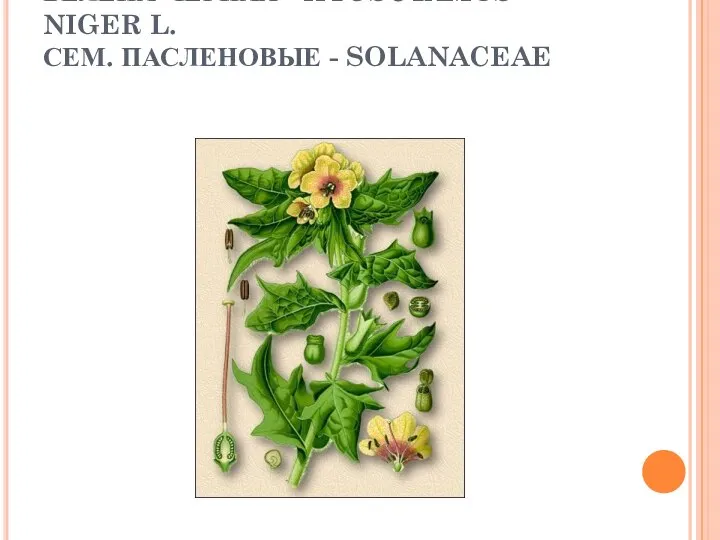 БЕЛЕНА ЧЕРНАЯ - HYOSCYAMUS NIGER L. СЕМ. ПАСЛЕНОВЫЕ - SOLANACEAE