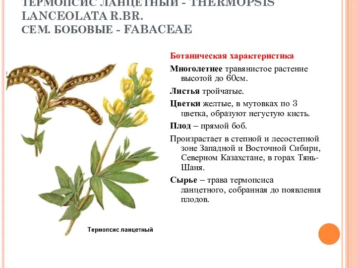 ТЕРМОПСИС ЛАНЦЕТНЫЙ - THERMOPSIS LANCEOLATA R.BR. СЕМ. БОБОВЫЕ - FABACEAE Ботаническая