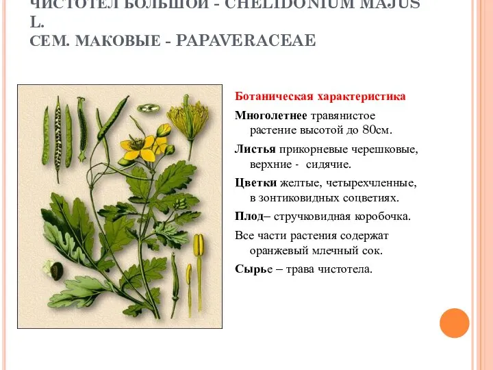 ЧИСТОТЕЛ БОЛЬШОЙ - CHELIDONIUM MAJUS L. СЕМ. МАКОВЫЕ - PAPAVERACEAE Ботаническая