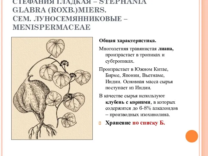 СТЕФАНИЯ ГЛАДКАЯ – STEPHANIA GLABRA (ROXB.)MIERS. CЕМ. ЛУНОСЕМЯННИКОВЫЕ – MENISPERMACEAE Общая