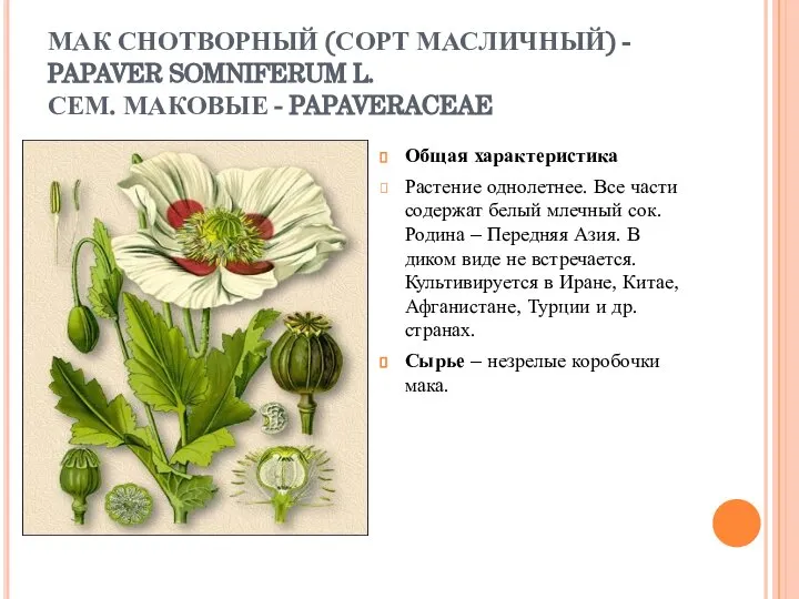 МАК СНОТВОРНЫЙ (СОРТ МАСЛИЧНЫЙ) - PAPAVER SOMNIFERUM L. СЕМ. МАКОВЫЕ -