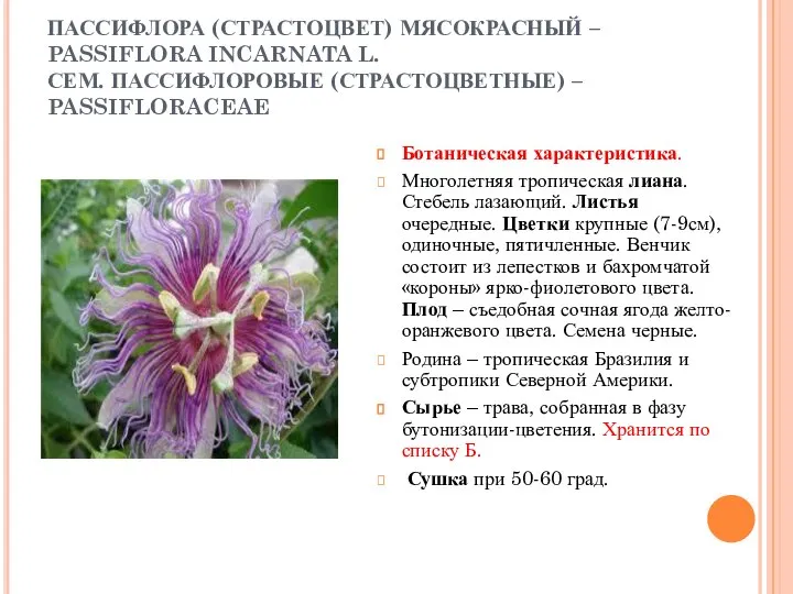 ПАССИФЛОРА (СТРАСТОЦВЕТ) МЯСОКРАСНЫЙ – PASSIFLORA INCARNATA L. СЕМ. ПАССИФЛОРОВЫЕ (СТРАСТОЦВЕТНЫЕ) –