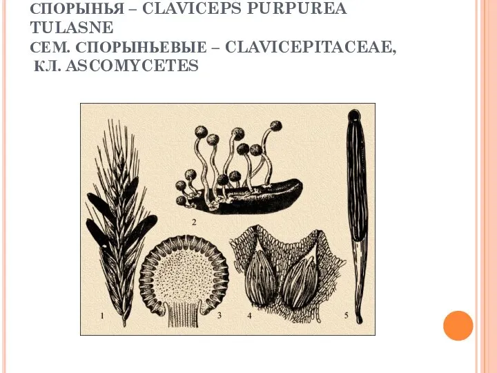 СПОРЫНЬЯ – CLAVICEPS PURPUREA TULASNE СЕМ. СПОРЫНЬЕВЫЕ – CLAVICEPITACEAE, КЛ. ASCOMYCETES