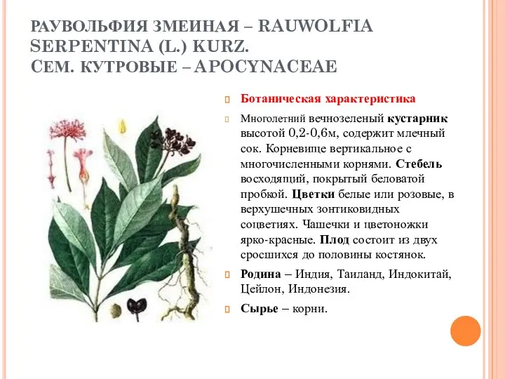 РАУВОЛЬФИЯ ЗМЕИНАЯ – RAUWOLFIA SERPENTINA (L.) KURZ. CЕМ. КУТРОВЫЕ – APOCYNACEAE