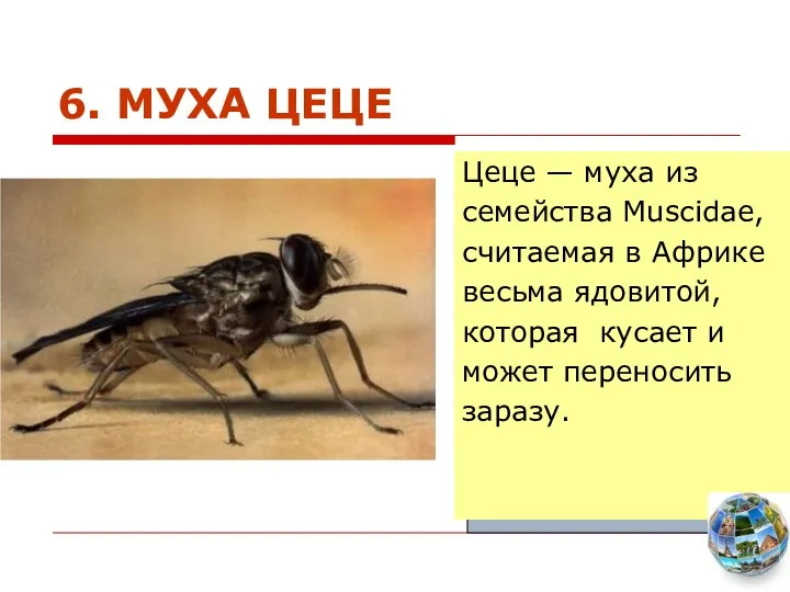 6. МУХА ЦЕЦЕ Цеце — муха из семейства Muscidae, считаемая в