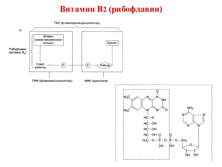 Витамин В2 (рибофлавин)
