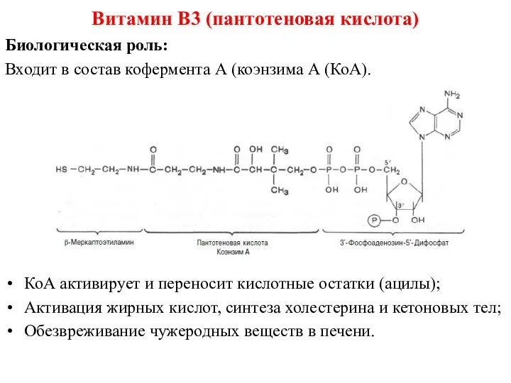 Биологическая роль: Входит в состав кофермента А (коэнзима А (КоА). КоА