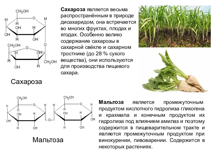 Сахароза Мальтоза Сахароза является весьма распространённым в природе дисахаридом, она встречается