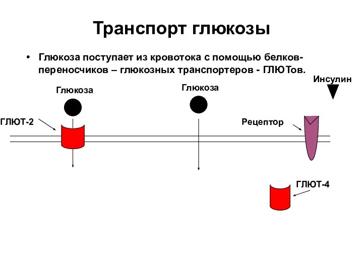 Транспорт глюкозы Глюкоза поступает из кровотока с помощью белков-переносчиков – глюкозных