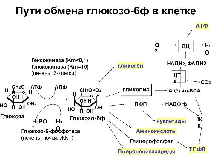 Пути обмена глюкозо-6ф в клетке гликоген Глюкоза Глюкозо-6ф АТФ АДФ Гексокиназа