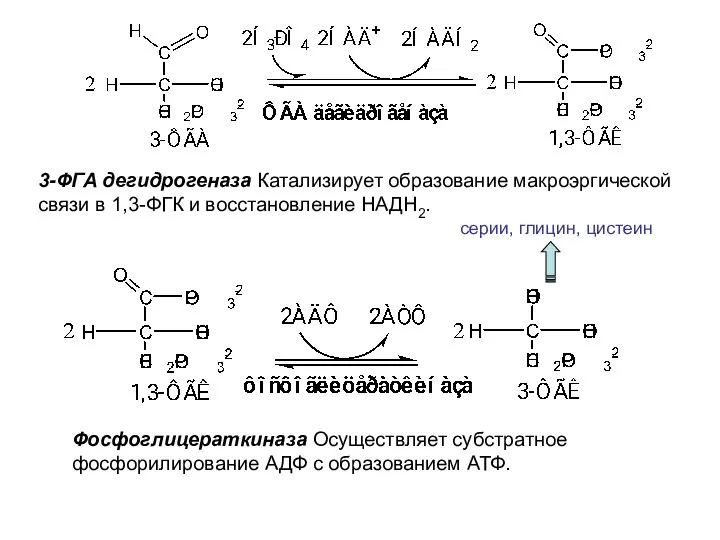 3-ФГА дегидрогеназа Катализирует образование макроэргической связи в 1,3-ФГК и восстановление НАДН2.