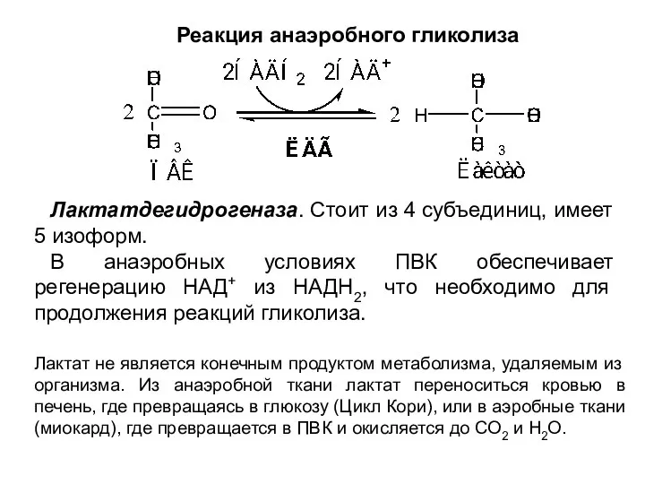 Лактатдегидрогеназа. Стоит из 4 субъединиц, имеет 5 изоформ. В анаэробных условиях