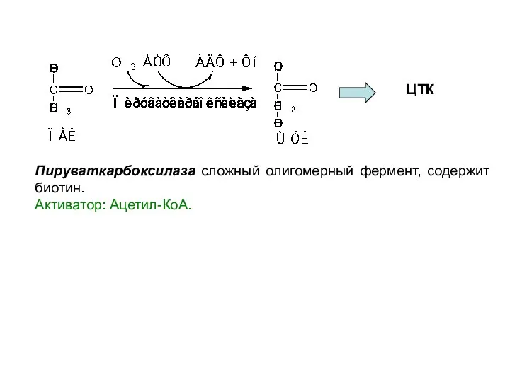 ЦТК Пируваткарбоксилаза сложный олигомерный фермент, содержит биотин. Активатор: Ацетил-КоА.