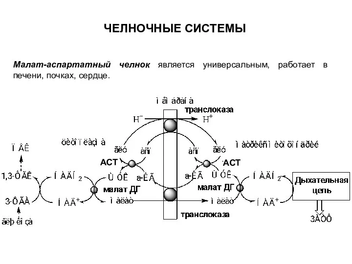 ЧЕЛНОЧНЫЕ СИСТЕМЫ Малат-аспартатный челнок является универсальным, работает в печени, почках, сердце. АСТ АСТ