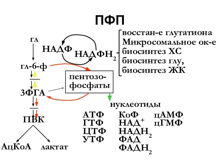 ПФП гл гл-6-ф 3ФГА ПВК АцКоА лактат пентозо- фосфаты нуклеотиды АТФ