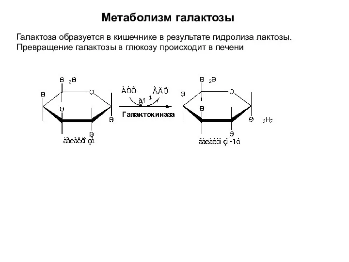 Метаболизм галактозы Галактоза образуется в кишечнике в результате гидролиза лактозы. Превращение