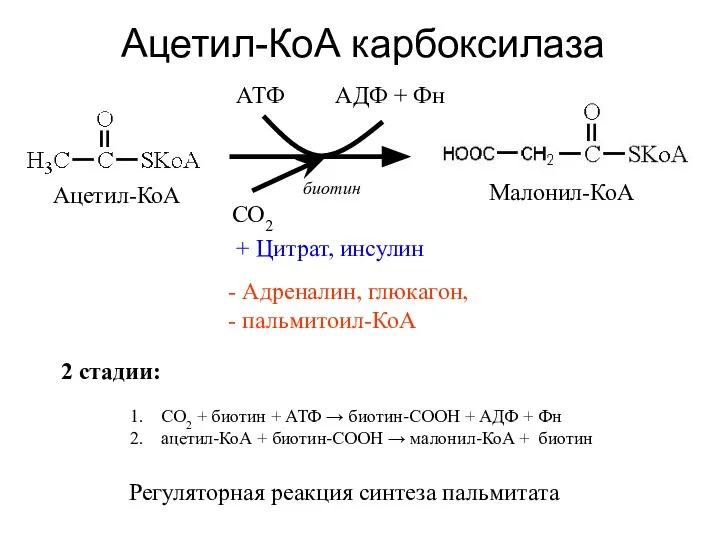 Ацетил-КоА карбоксилаза Ацетил-КоА Малонил-КоА АТФ АДФ + Фн СО2 + Цитрат,