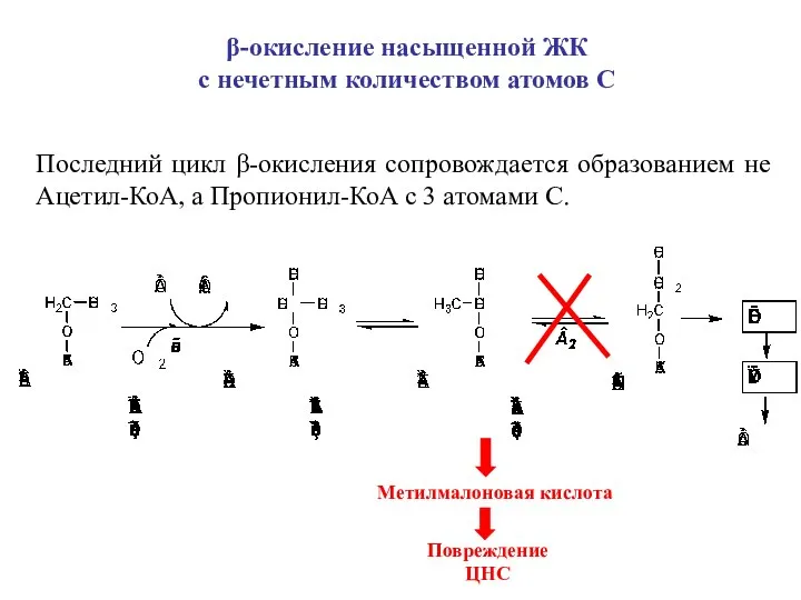 β-окисление насыщенной ЖК с нечетным количеством атомов С Последний цикл β-окисления