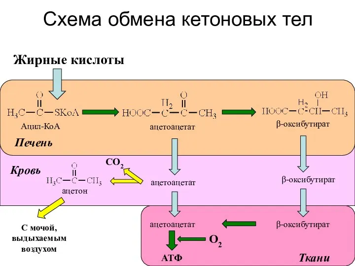 Схема обмена кетоновых тел Жирные кислоты АТФ С мочой, выдыхаемым воздухом