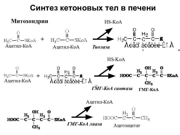 Синтез кетоновых тел в печени HS-KoA Тиолаза + Ацетил-КоА Ацетил-КоА +
