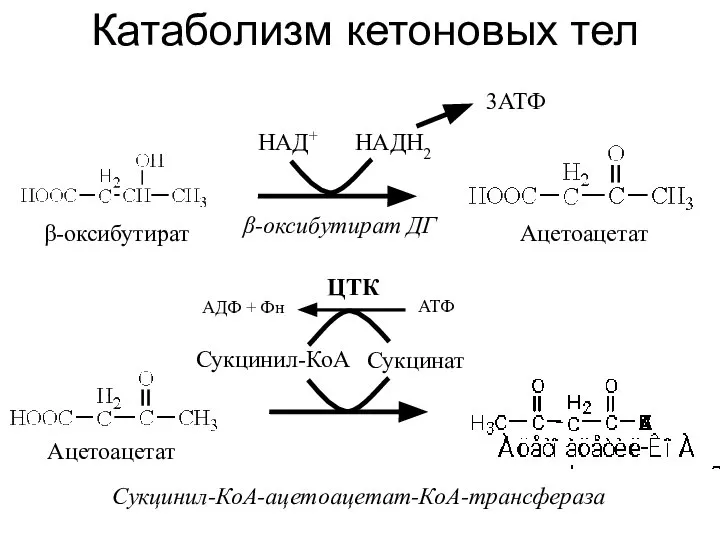 Катаболизм кетоновых тел Ацетоацетат β-оксибутират НАДН2 НАД+ β-оксибутират ДГ 3АТФ Ацетоацетат