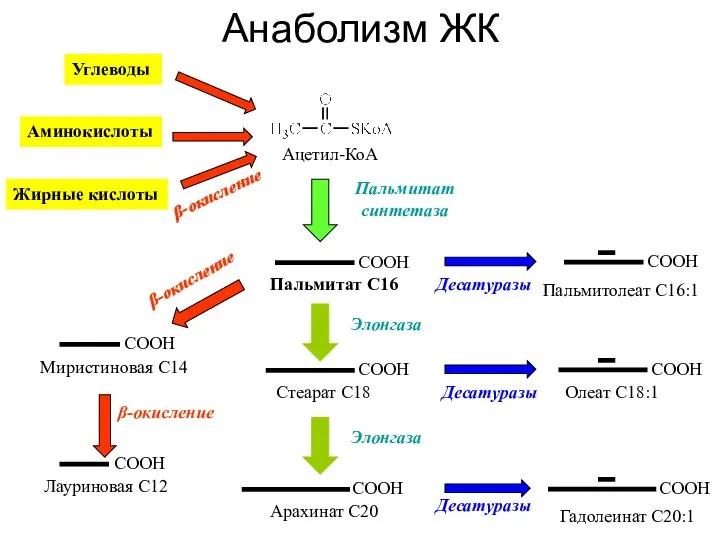Анаболизм ЖК Пальмитат С16 Пальмитат синтетаза Миристиновая С14 Лауриновая С12 β-окисление
