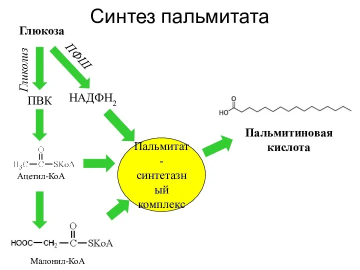 Синтез пальмитата Глюкоза Ацетил-КоА ПВК НАДФН2 Гликолиз ПФШ Малонил-КоА Пальмитат- синтетазный комплекс Пальмитиновая кислота