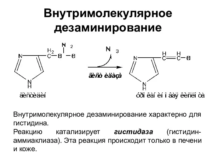 Внутримолекулярное дезаминирование Внутримолекулярное дезаминирование характерно для гистидина. Реакцию катализирует гистидаза (гистидин-аммиаклиаза).