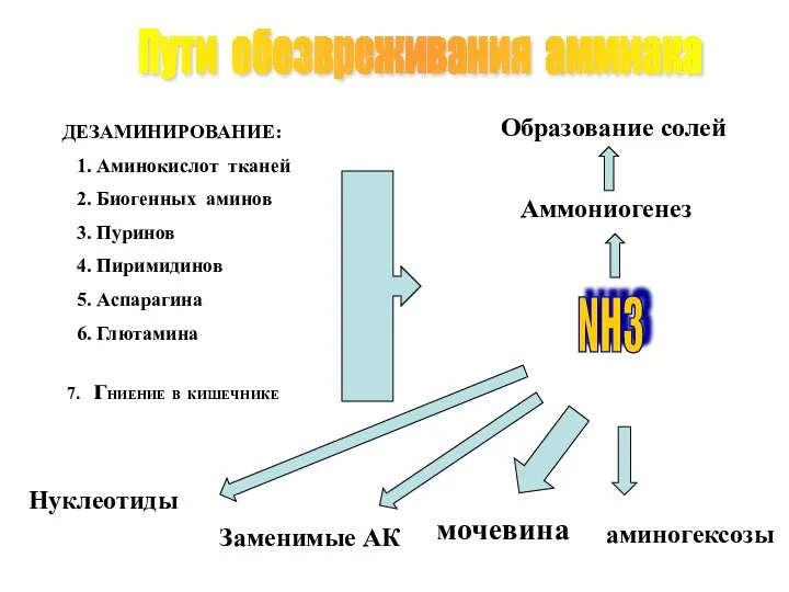 Пути обезвреживания аммиака NH3 Аммониогенез Образование солей аминогексозы мочевина Заменимые АК Нуклеотиды