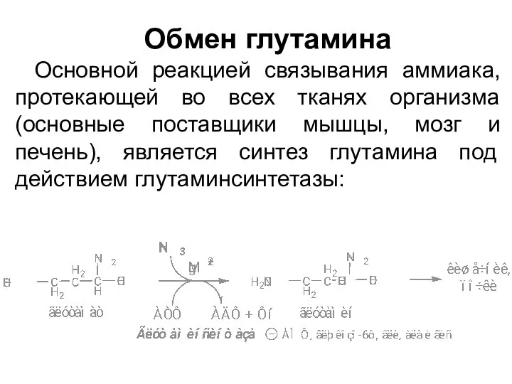 Обмен глутамина Основной реакцией связывания аммиака, протекающей во всех тканях организма