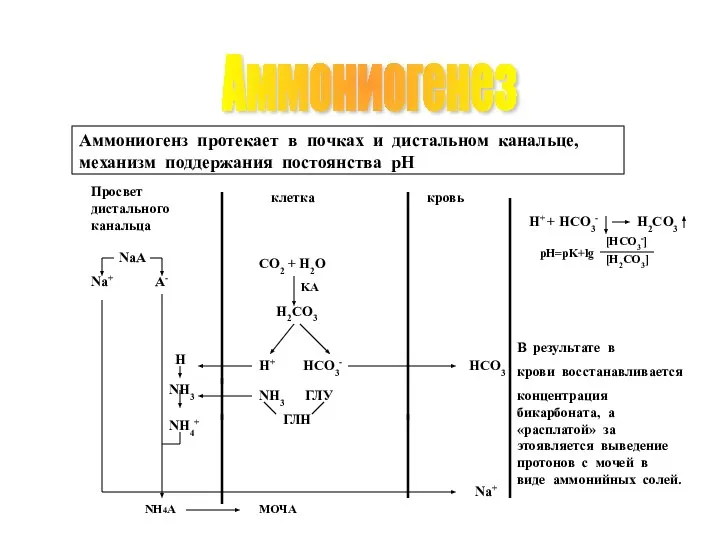 Аммониогенез H+ HCO3- Na+ В результате в крови восстанавливается концентрация бикарбоната,