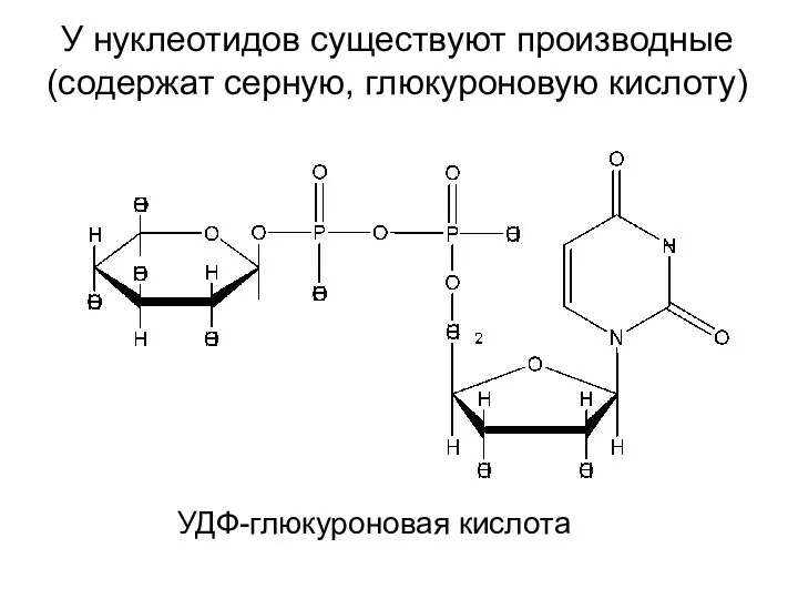 У нуклеотидов существуют производные (содержат серную, глюкуроновую кислоту) УДФ-глюкуроновая кислота