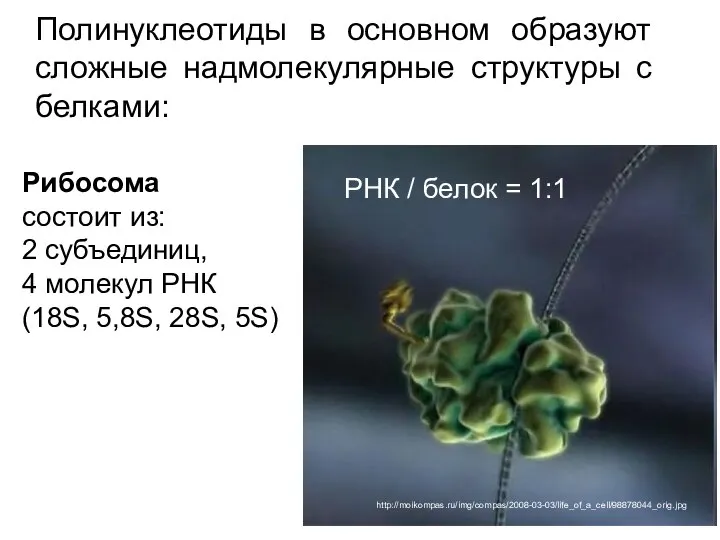 Полинуклеотиды в основном образуют сложные надмолекулярные структуры с белками: Рибосома состоит